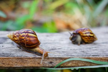 İki salyangoz bahçede gıda arıyoruz