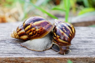 İki salyangoz bahçede gıda arıyoruz