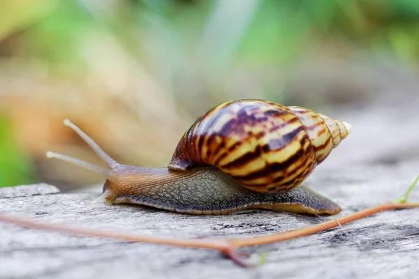 Snail on the wooden in the garden, morning time — Stock Photo, Image