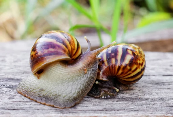 Deux escargots cherchent de la nourriture dans le jardin — Photo