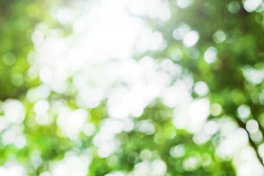 yeşil bokeh arka plan, yeşil bokeh, yeşil bokeh soyut