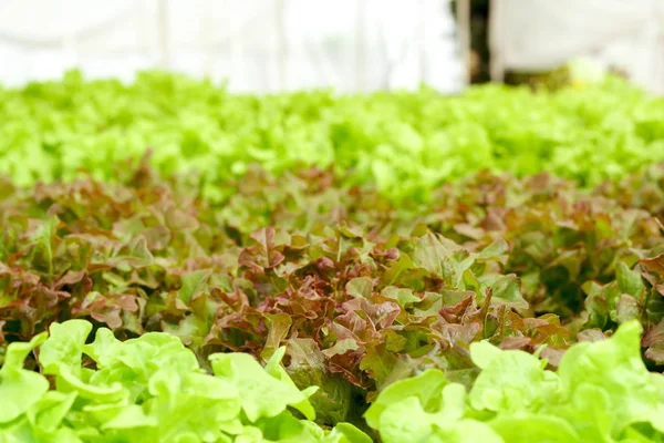 Ensalada de roble verde fresco y roble rojo, ensalada saludable — Foto de Stock