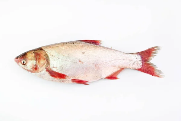 Peixe carpa ou peixinho dourado isolado sobre fundo branco — Fotografia de Stock