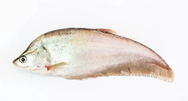 Pesci carpa o pesci rossi isolati su fondo bianco — Foto Stock