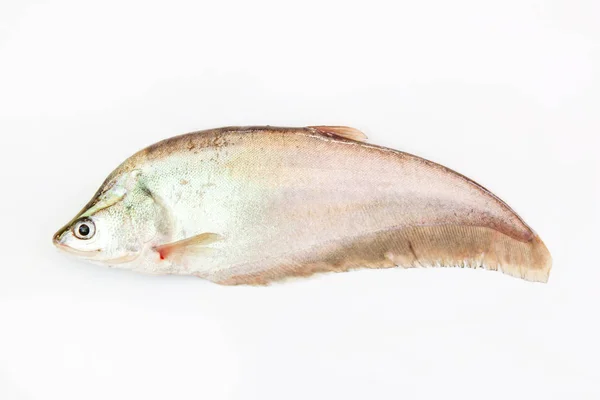 Peixe carpa ou peixinho dourado isolado sobre fundo branco — Fotografia de Stock