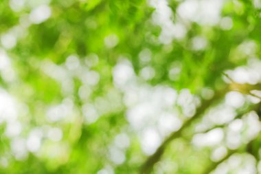 Doğa üzerindeki yeşil bokeh. Sanat soyut bulanık arkaplan.