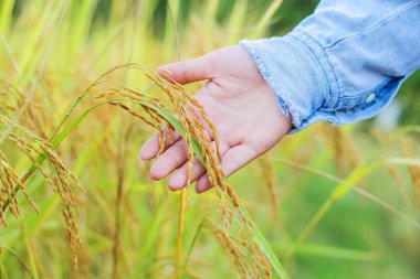 Ona dokunmayı çiftçi altın buğday alanında el ile kırpma.