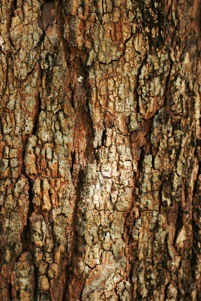 Vecchio grunge scuro testurizzato sfondo in legno, La superficie della vecchia struttura in legno marrone — Foto Stock