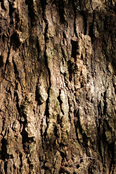 Velho grunge escuro texturizado fundo de madeira, A superfície da antiga textura de madeira marrom — Fotografia de Stock