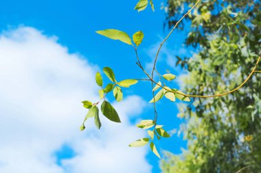 Taze yeşil yaprak ile açık mavi gökyüzü