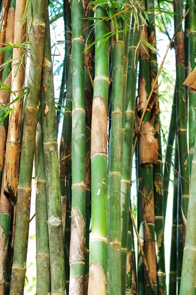 竹林の竹の枝、美しい緑の自然背景 — ストック写真