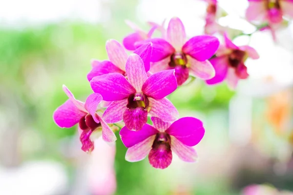 Obrázek krásné fialové květy orchidejí v zahradě. — Stock fotografie
