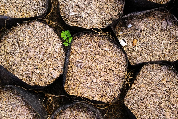 种植树木的土壤和稻壳的塑料袋. — 图库照片