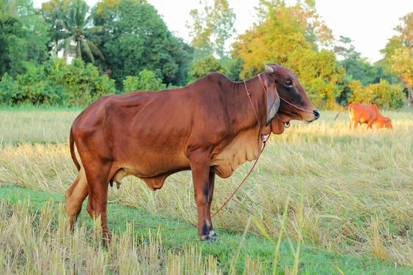 Mucche rosse al pascolo con erba verde in una giornata estiva — Foto Stock