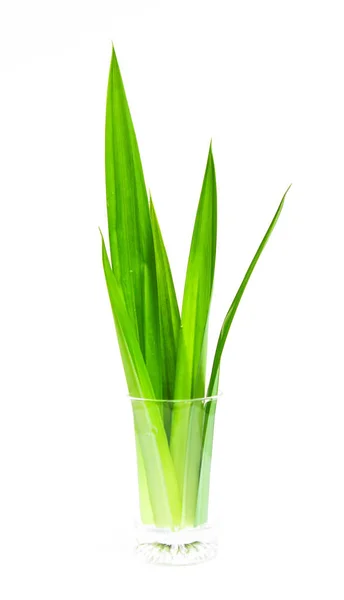 Fresh Pandan Leaves Isolated White Background — Stock Photo, Image