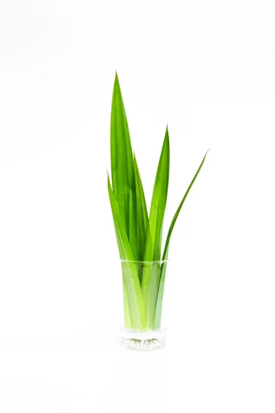 Fresh Pandan Leaves Isolated White Background — Stock Photo, Image