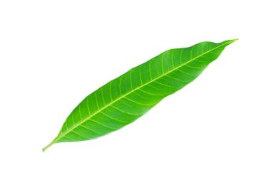 Beyaz arkaplanda taze yeşil mango yaprağı