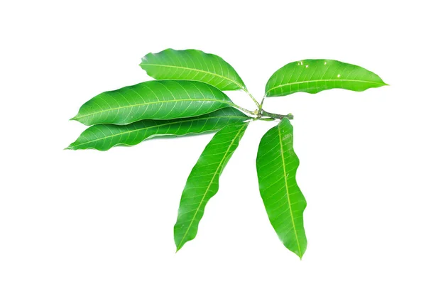 Φρέσκο Πράσινο Φύλλο Μάνγκο Λευκό Φόντο — Φωτογραφία Αρχείου