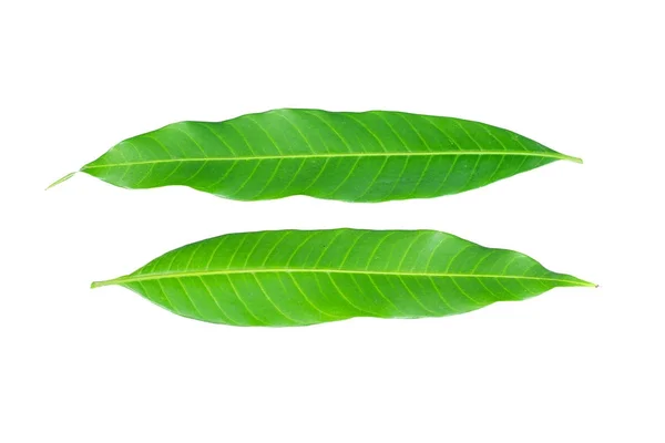 Verse Groene Mango Blad Witte Achtergrond — Stockfoto