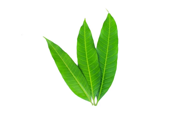 Fresh Green Mango Leaf White Background — Stock Photo, Image