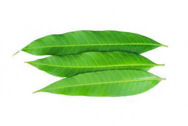 Beyaz arkaplanda taze yeşil mango yaprağı