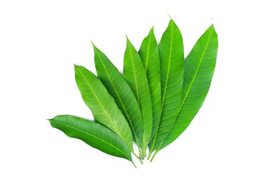 Beyaz arkaplanda taze yeşil mango yaprağı