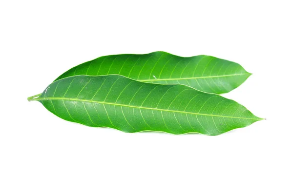 Färsk Grön Mango Blad Vit Bakgrund — Stockfoto