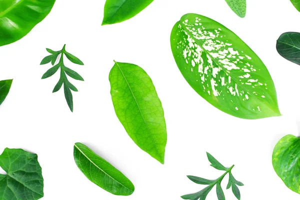 白い背景の異なる熱帯の緑の葉 — ストック写真