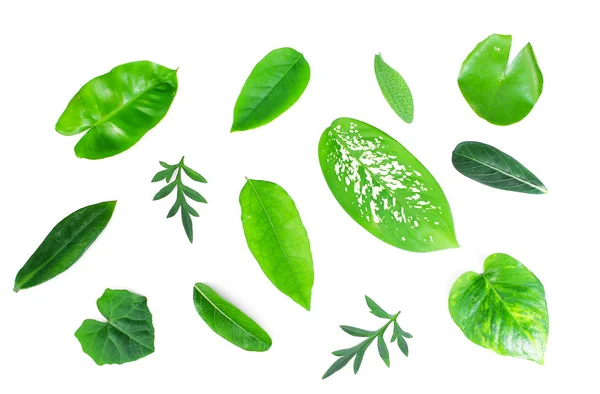 Diferentes Folhas Verdes Tropicais Fundo Branco — Fotografia de Stock