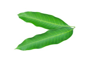 Beyaz arkaplanda taze yeşil mango yaprağı