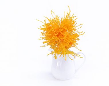 Beyaz arka plan üzerinde beyaz bir vazoda sarı çiçek