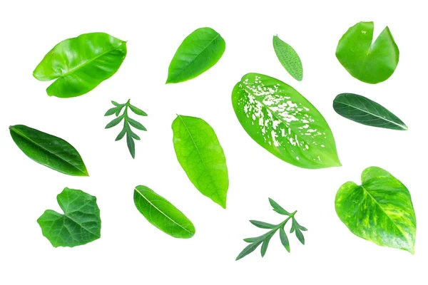 Diferentes Folhas Verdes Tropicais Fundo Branco — Fotografia de Stock