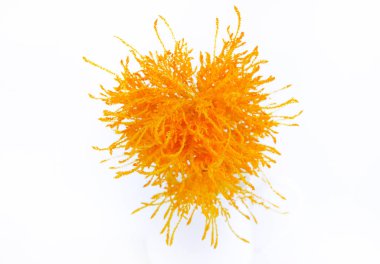 Beyaz arka plan üzerinde beyaz bir vazoda sarı çiçek