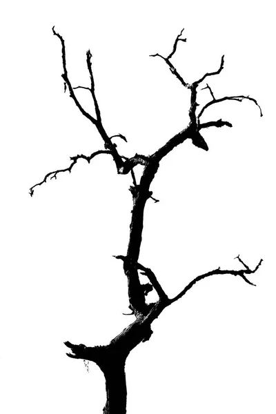 Silhouette Arbre Solitaire Arbre Mort Isolé Sur Fond Blanc — Photo