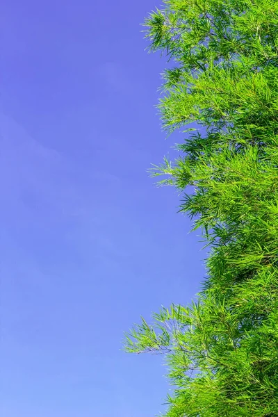 绿竹叶在白色背景上 — 图库照片