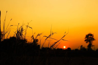 Kırsal sunset akşam ayrıntılarını