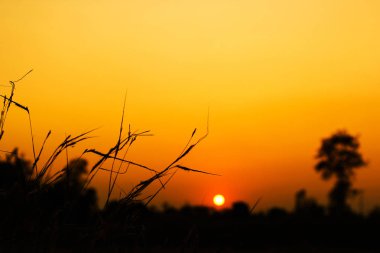 Kırsal sunset akşam ayrıntılarını