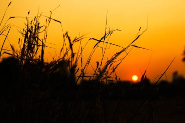 Kırsal sunset akşam ayrıntılarını