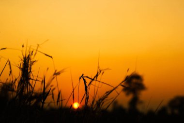 Kırsal sunset akşam ayrıntılarını