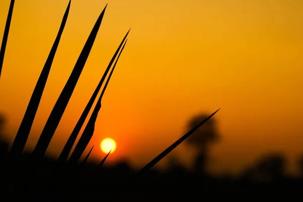 Details Countryside Sunset Evening — Stock Photo, Image