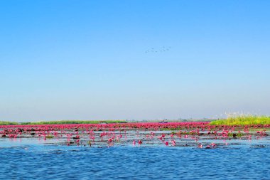 Kırmızı lotus, göl Nong Harn, Udon Thani Eyaleti, Tayland deniz