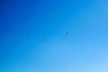 Kırmızı lotus, göl Nong Harn, Udon Thani Eyaleti, Tayland deniz