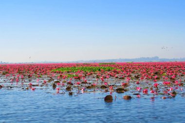 Kırmızı lotus, göl Nong Harn, Udon Thani Eyaleti, Tayland deniz