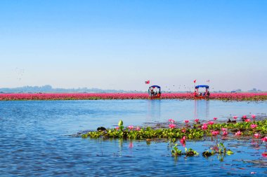 Kırmızı lotus, göl Nong Harn, Udon Thani Eyaleti, Tayland deniz