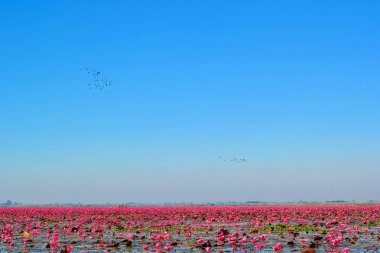 Kırmızı lotus, göl Nong Harn, Udon Thani Eyaleti, Tayland deniz