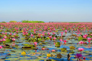 Kırmızı lotus, göl Nong Harn, Udon Thani Eyaleti, Tayland deniz