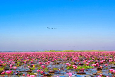 Kırmızı lotus, göl Nong Harn, Udon Thani Eyaleti, Tayland deniz