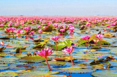 Kırmızı lotus, göl Nong Harn, Udon Thani Eyaleti, Tayland deniz