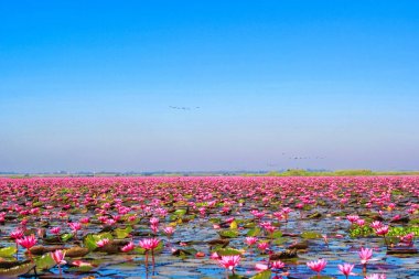 Kırmızı lotus, göl Nong Harn, Udon Thani Eyaleti, Tayland deniz