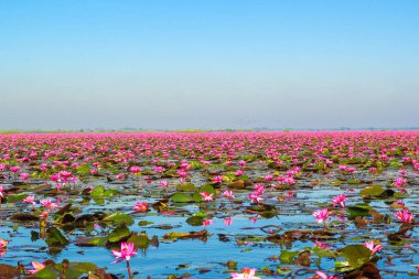 Kırmızı lotus, göl Nong Harn, Udon Thani Eyaleti, Tayland deniz